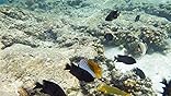 Ricoh WG-80 Waterproof Digital Camera - Shockproof Freezeproof customer photo 2