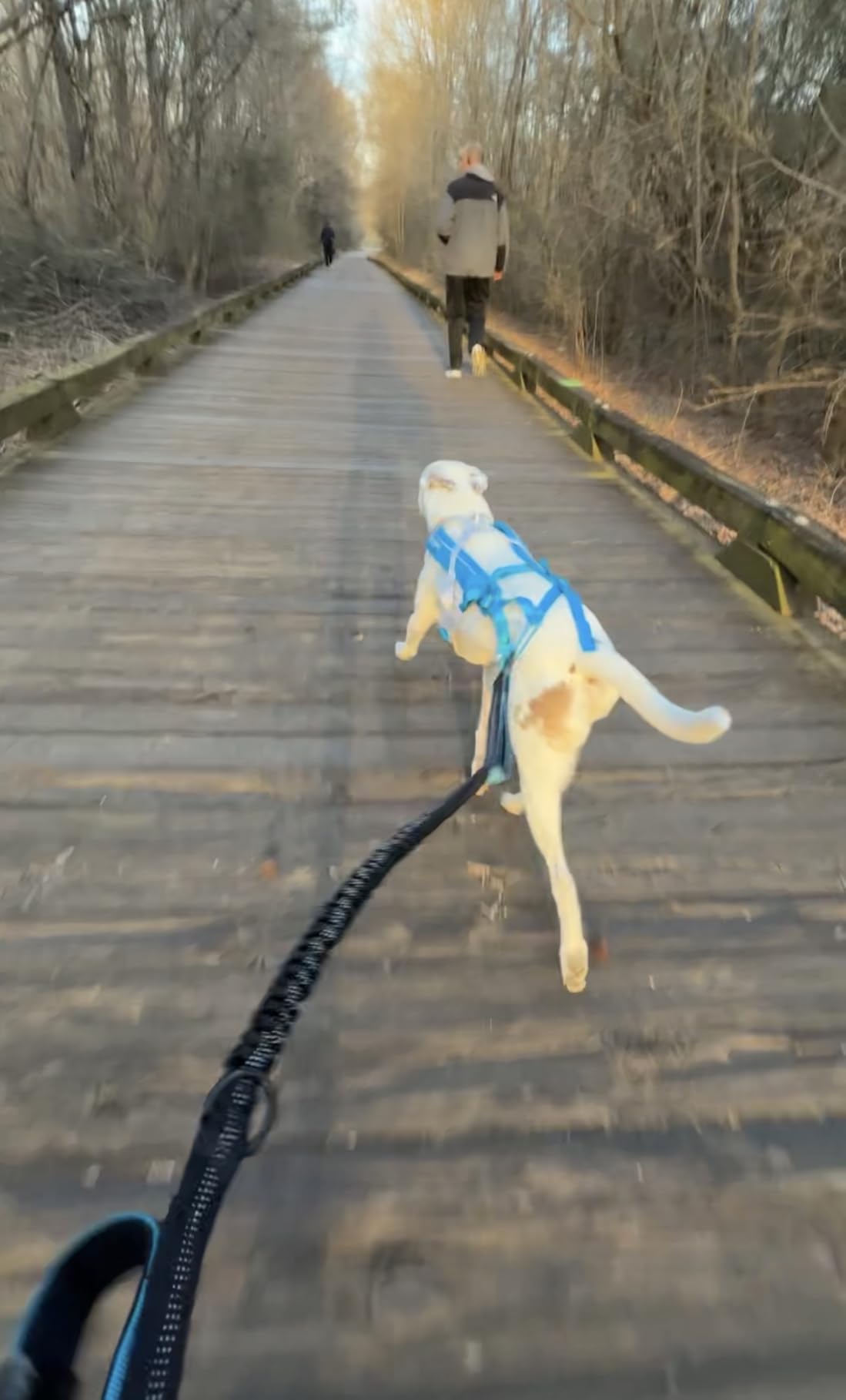 Non-stop Dogwear Freemotion Harness 5.0 - Dog Pulling Harness for Sports Like Running, Biking and Skiing with Dogs customer photo 2