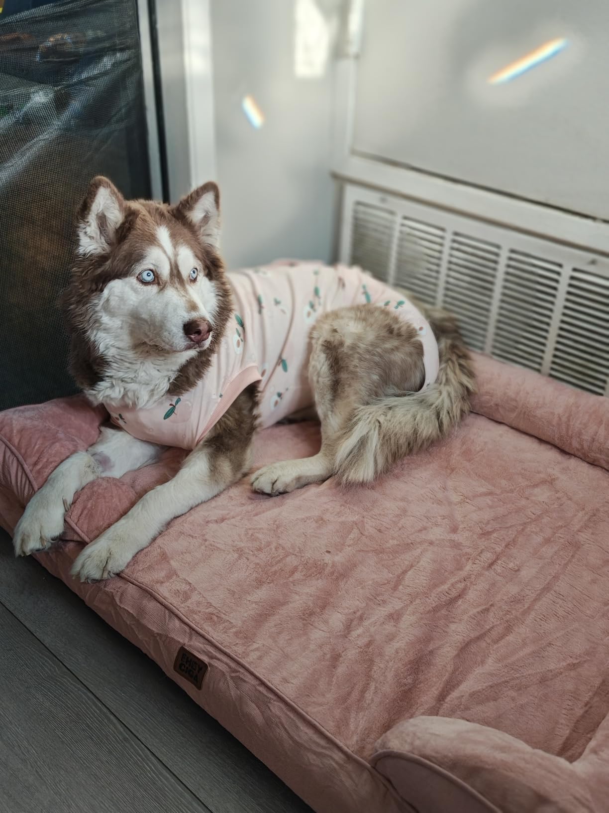 EHEYCIGA Orthopedic Dog Beds for Extra Large Dogs 44x32 Inch, Waterproof Memory Foam XL Pet Bed with Sides, Non-Slip and Egg-Crate Foam Big Dog Couch Bed with Washable Removable Cover, Grey customer photo 2