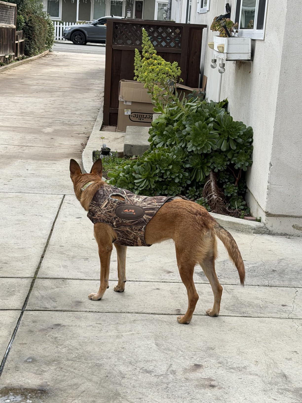 ALPS OutdoorZ Topflight Dog Vest, Dog Hunting Vest with 5mm Neoprene for Warmth, Contoured Neck Design, Buoyancy Flotation Pads, Easy Lift Handles, and Leash Clip, Large - Realtree MAX-7 customer photo 2
