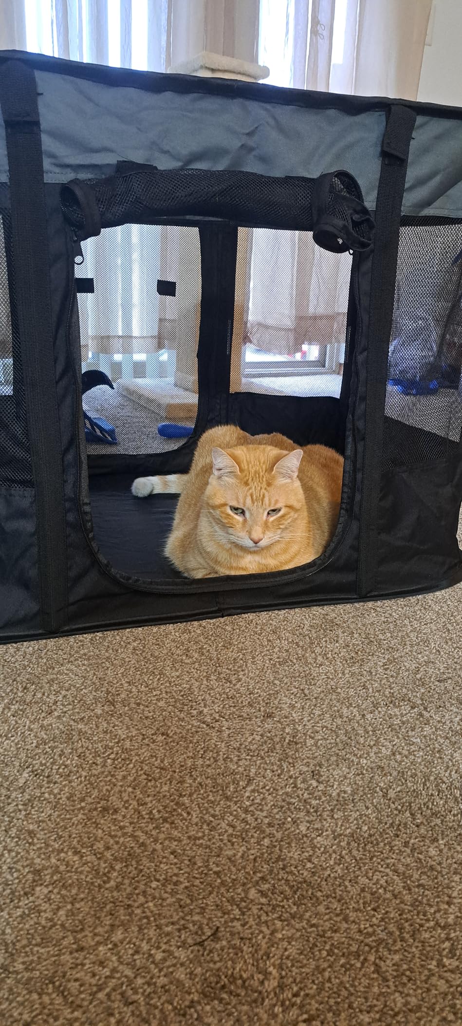 Dog Playpen, Pet Playpen, Foldable Dog Cat Playpens, Portable Exercise Kennel Tent Crate, Water-Resistant Breathable Shade Cover, Indoor Outdoor Travel Camping Use for Small Animals with Carrying Case (M) customer photo 2