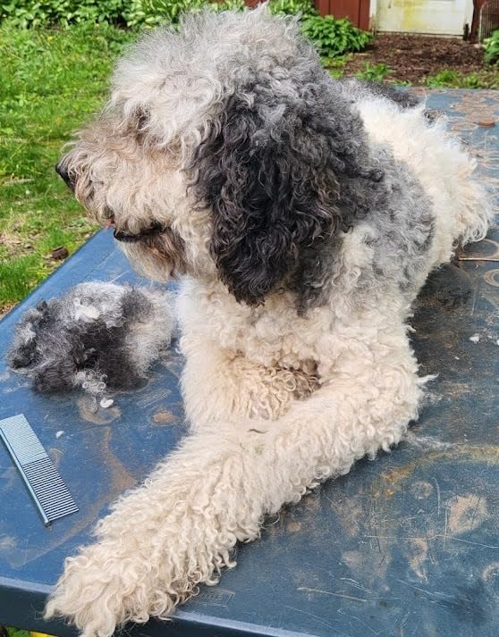 oneisall Dog Clippers for Grooming Doodles Poodles Thick Curly Hair, Low Noise Heavy Duty Dog Grooming Kit with Detachable Metal Blades customer photo 1