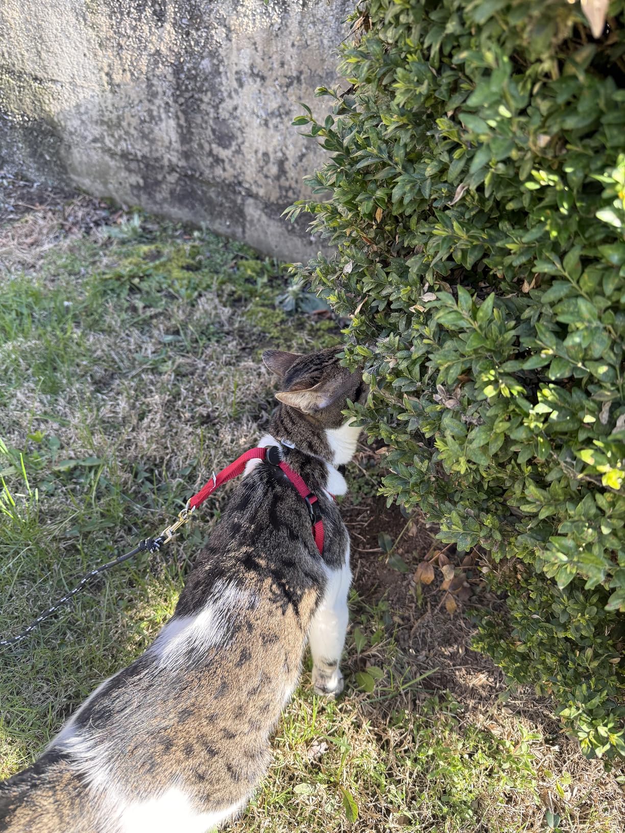 Houdini Escape Proof Cat Harness and Leash Set by OutdoorBengal - Black, Medium Cat Harness for Walking customer photo 1