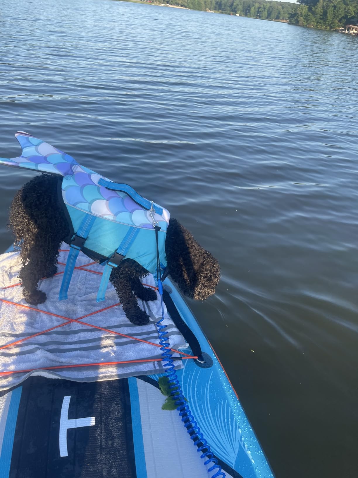Dogcheer Dog Life Jacket, Cute Shark Dog Life Vest for Swimming Boating with Superior Buoyancy and Rescue Handle, Adjustable Puppy Floating Swim Vest for Small Medium Large Dogs - Pool Blue, S customer photo 2