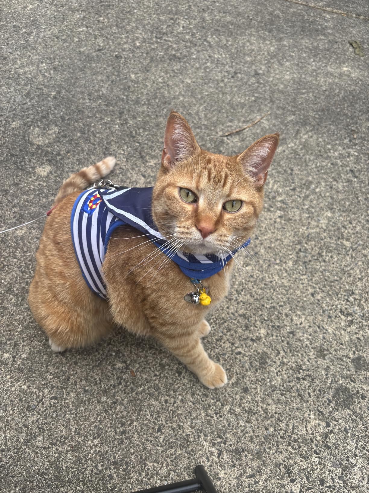 Tactical Cat Harness and Leash for Walking Escape Proof, Adjustable Cat Walking Jackets, Padded Stylish Cat Vest, Khaki, Large customer photo 2