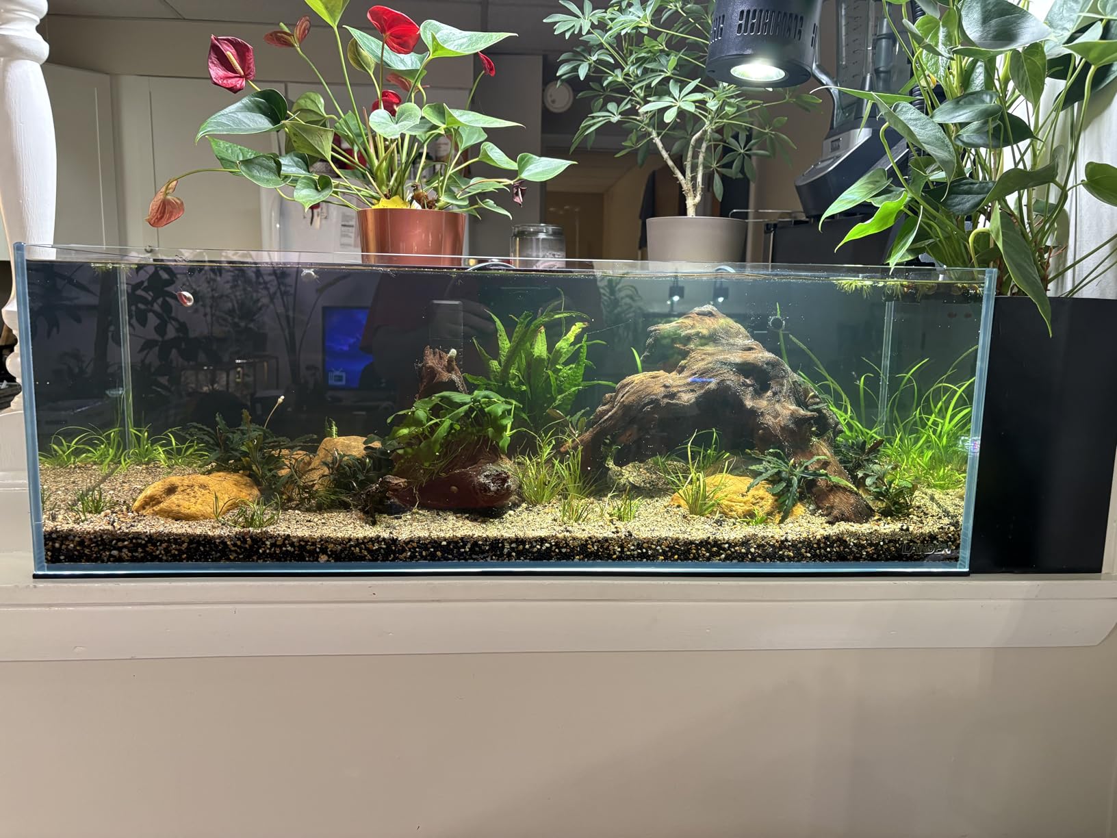 LANDEN Tall Tank, Rimless Low Iron Tank 10GAL 11.8