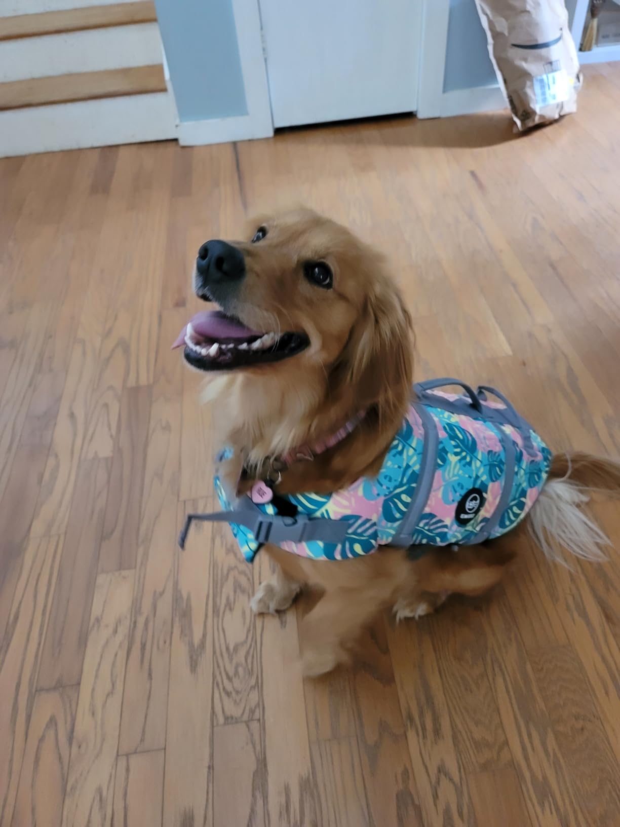 EMUST Dog Life Jacket, Dogs Life Vests for Swimming, Beach Boating with High Buoyancy, Dog Flotation Vest L, NewOrange customer photo 2
