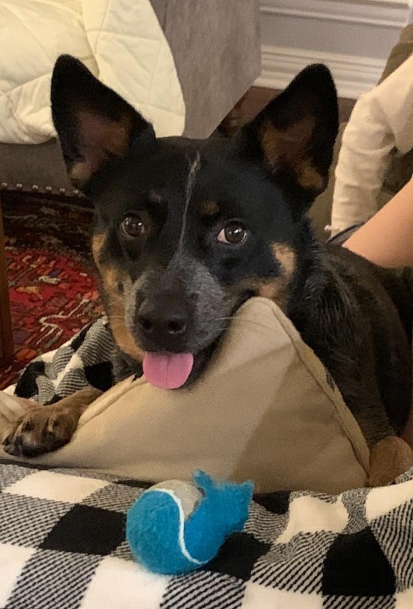 EpiPaws Pet Age Test for Dogs & Cats - Includes Wellness Insights for Your Pet's Life Stage - At Home Epigenetic Biomarker Testing Kit, Great for Rescued Pets customer photo 1
