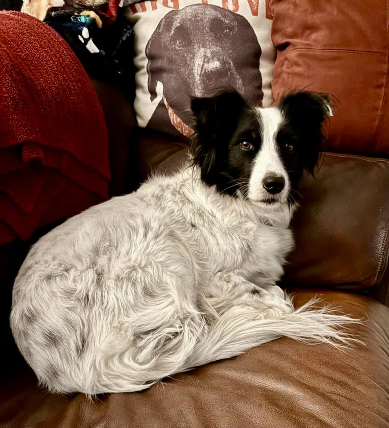 EpiPaws Pet Age Test for Dogs & Cats - Includes Wellness Insights for Your Pet's Life Stage - At Home Epigenetic Biomarker Testing Kit, Great for Rescued Pets customer photo 2