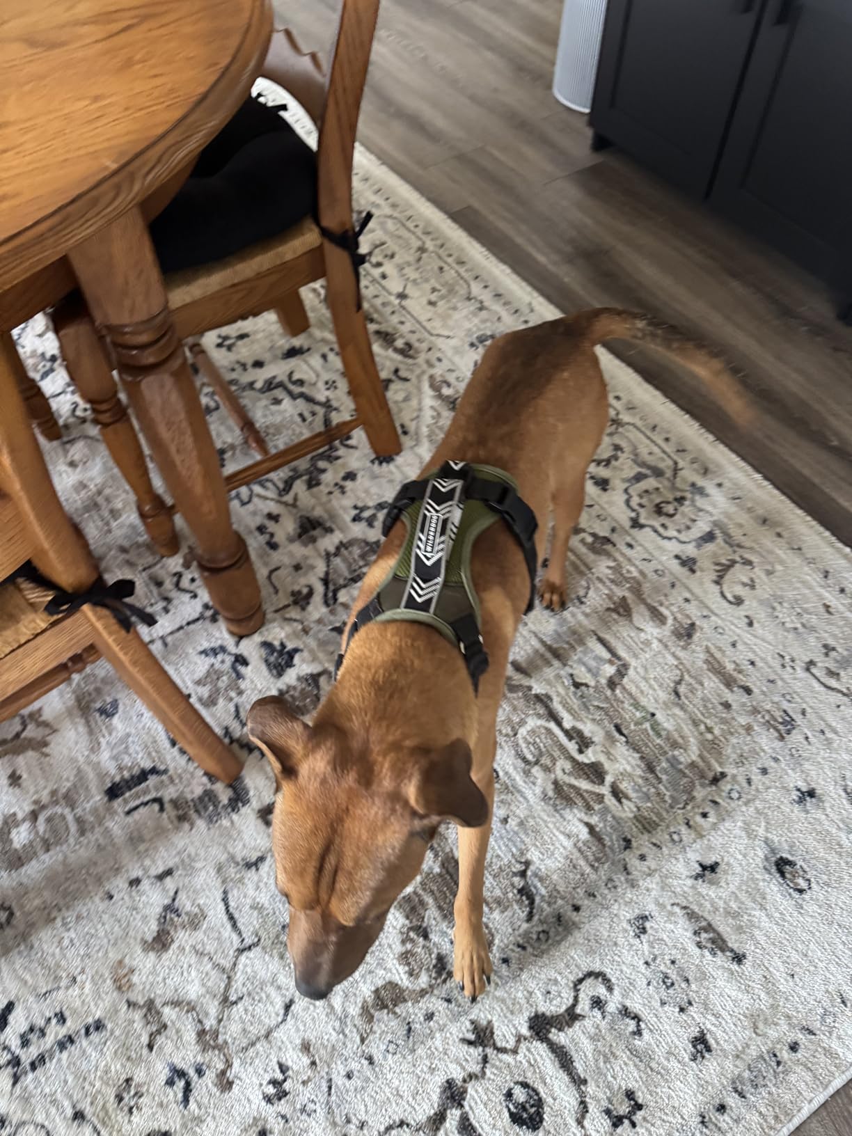 Wilderdog Lightweight Dog Harness with Reflective Straps customer photo 1