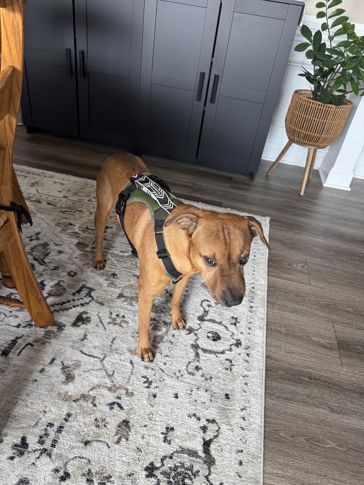 Wilderdog Lightweight Dog Harness with Reflective Straps customer photo 2