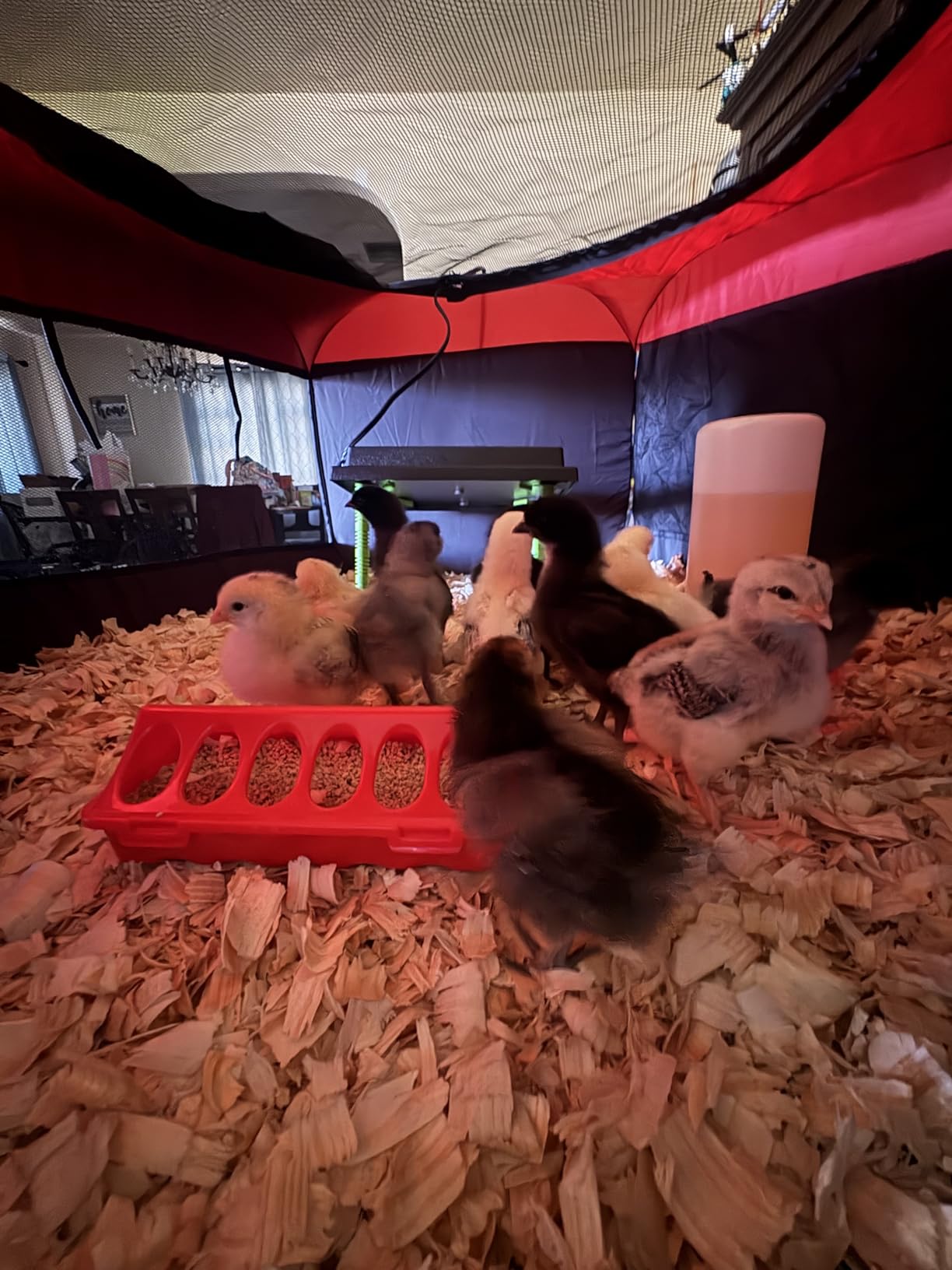 Tetuga Brooder Box for Chick Starter Kit - Brooder Pen/Chicken Supplies Brooder Box with Ideal Size Brooding Up to 15 Chick, Duck and Quail customer photo 2