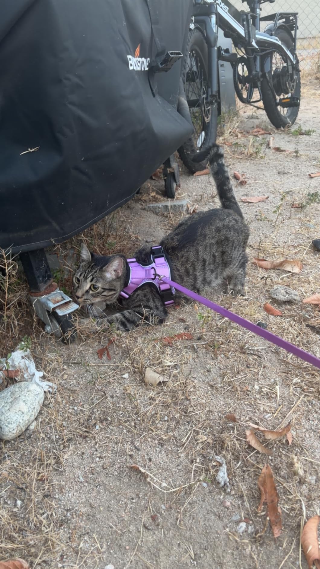 rabbitgoo Cat Harness and Leash for Walking, Escape Proof Soft Adjustable Vest Harnesses for Cats, Easy Control Breathable Reflective Strips Jacket, Black, M customer photo 1