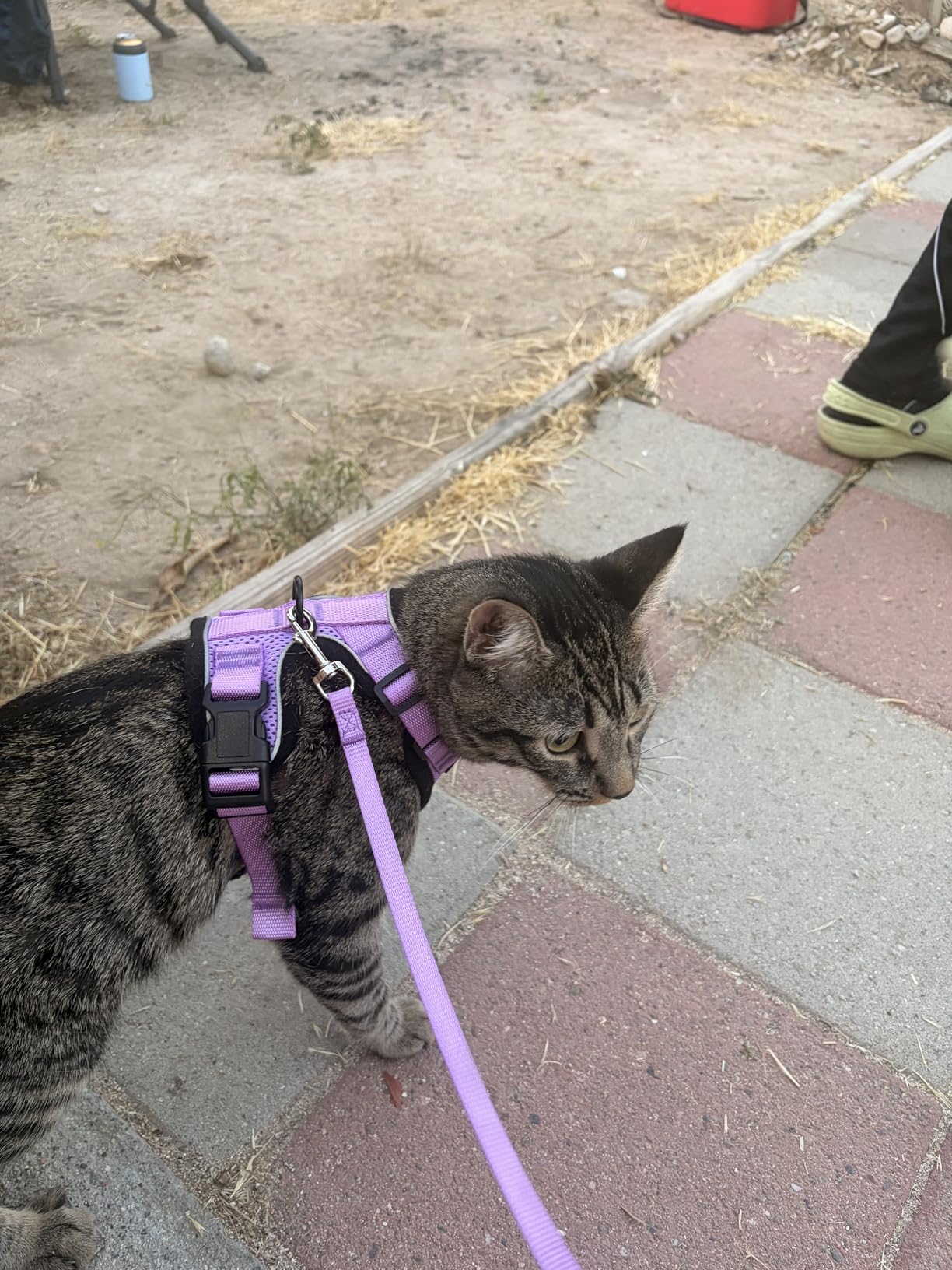 rabbitgoo Cat Harness and Leash for Walking, Escape Proof Soft Adjustable Vest Harnesses for Cats, Easy Control Breathable Reflective Strips Jacket, Black, M customer photo 2