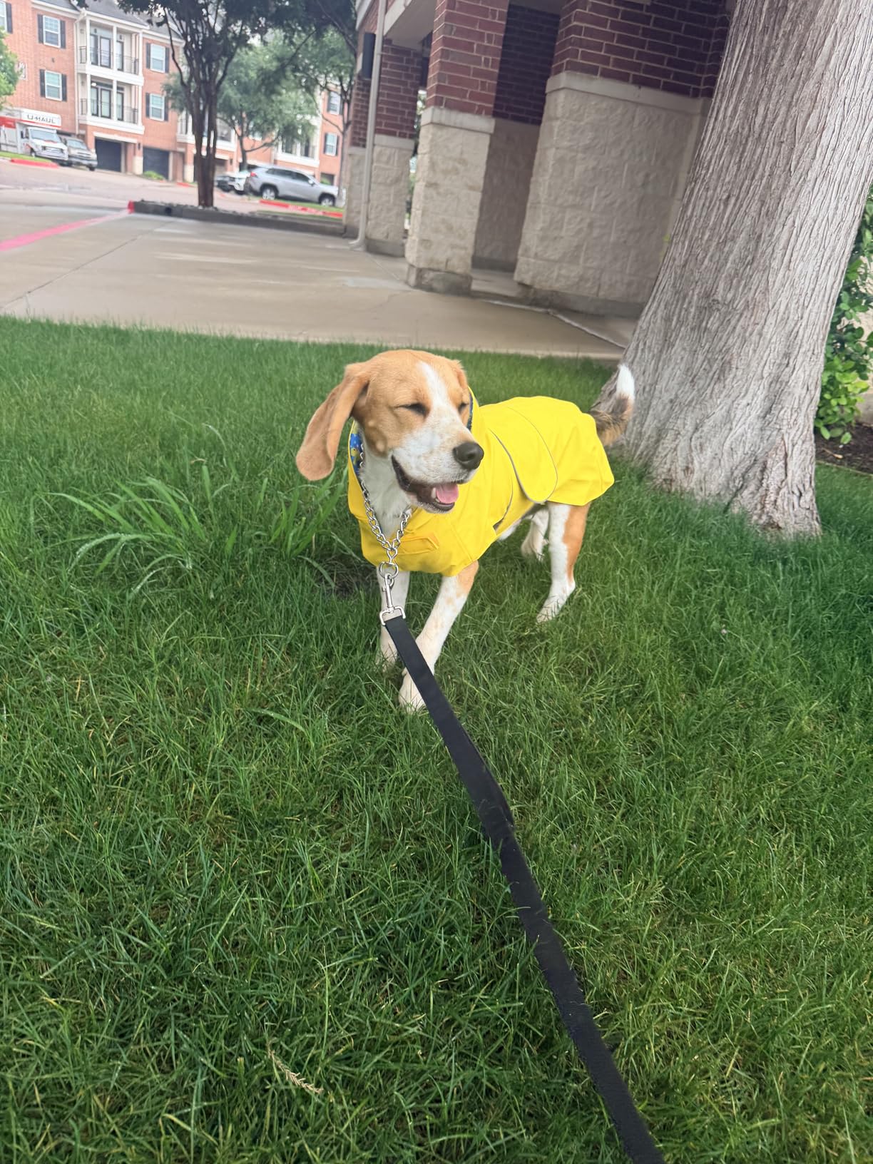 Kimee Dog Raincoat Reversible, Single Side Slicker Poncho Adjustable Waterproof Dog Rain Jacket with Leash Hole/Reflective Stripe Hooded Snowproof Windproof Clothes for Small to 3X-Large Dogs customer photo 1