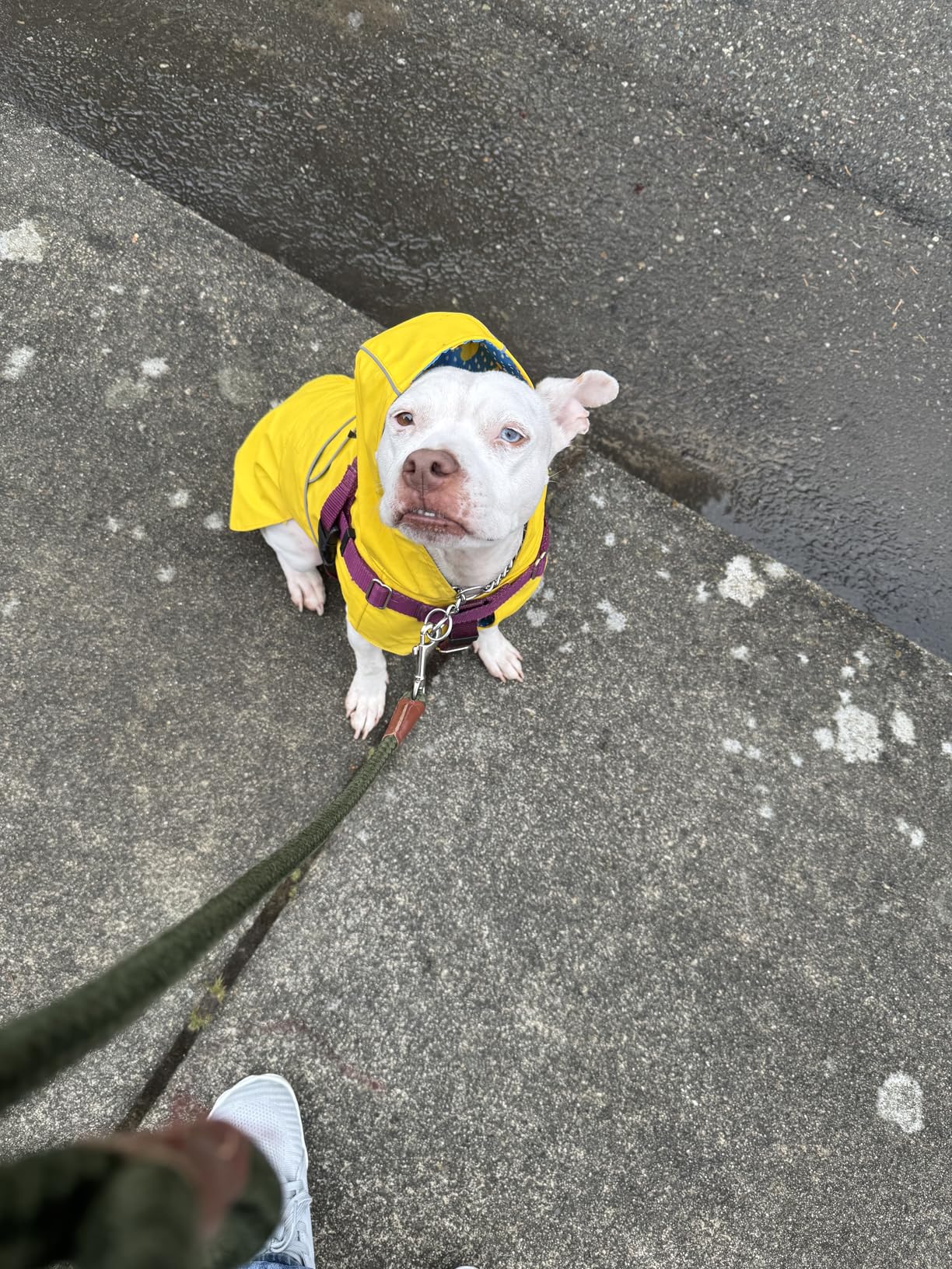 Kimee Dog Raincoat Reversible, Single Side Slicker Poncho Adjustable Waterproof Dog Rain Jacket with Leash Hole/Reflective Stripe Hooded Snowproof Windproof Clothes for Small to 3X-Large Dogs customer photo 2