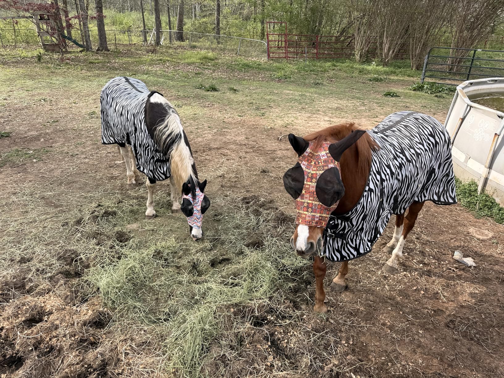 Country Pride Zebra Print Soft Mesh Fly Sheet for Horses, Summer Insect Protection, Adjustable Double Buckle Front, Shoulder Gussets, Removable Leg Straps, Breathable Mesh Horse Blanket customer photo 1