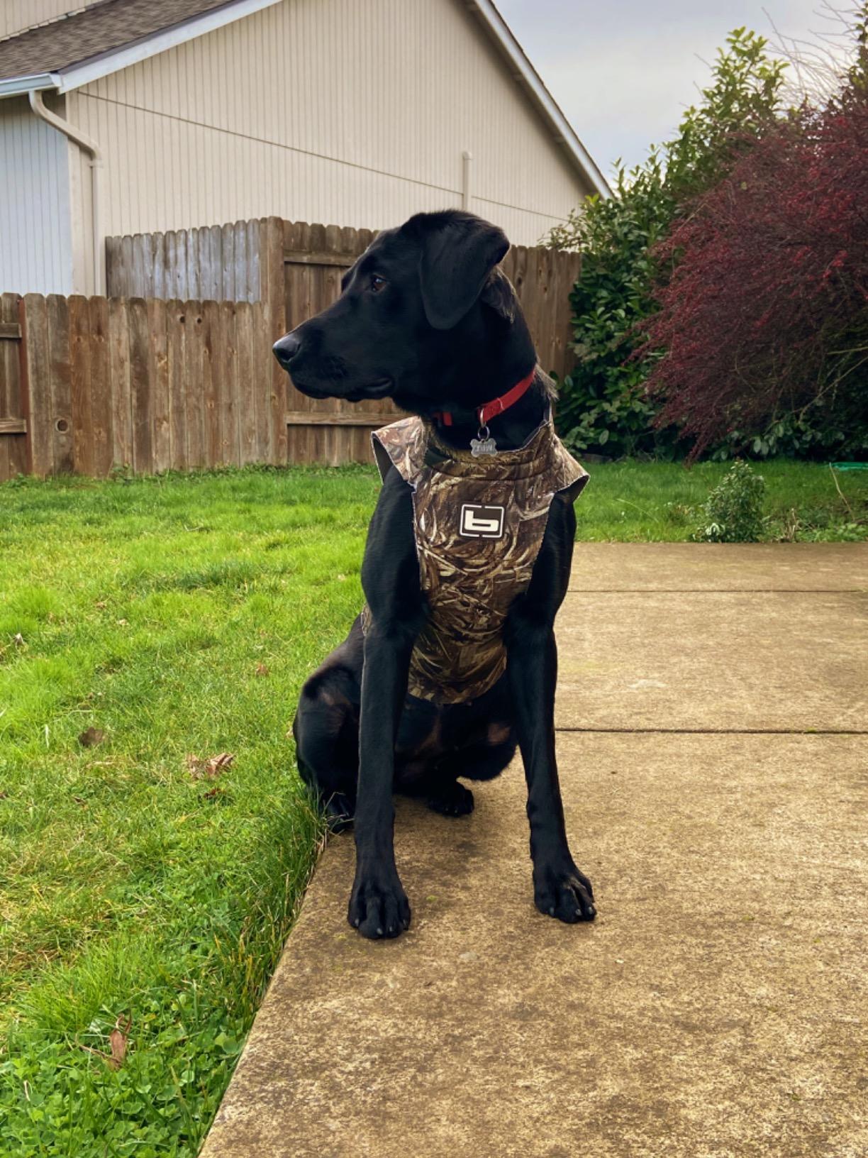 Banded Dogs' Waterfowl Hunting Warm Neoprene Floating Performance Thermoregulating 5mm Parka customer photo 2