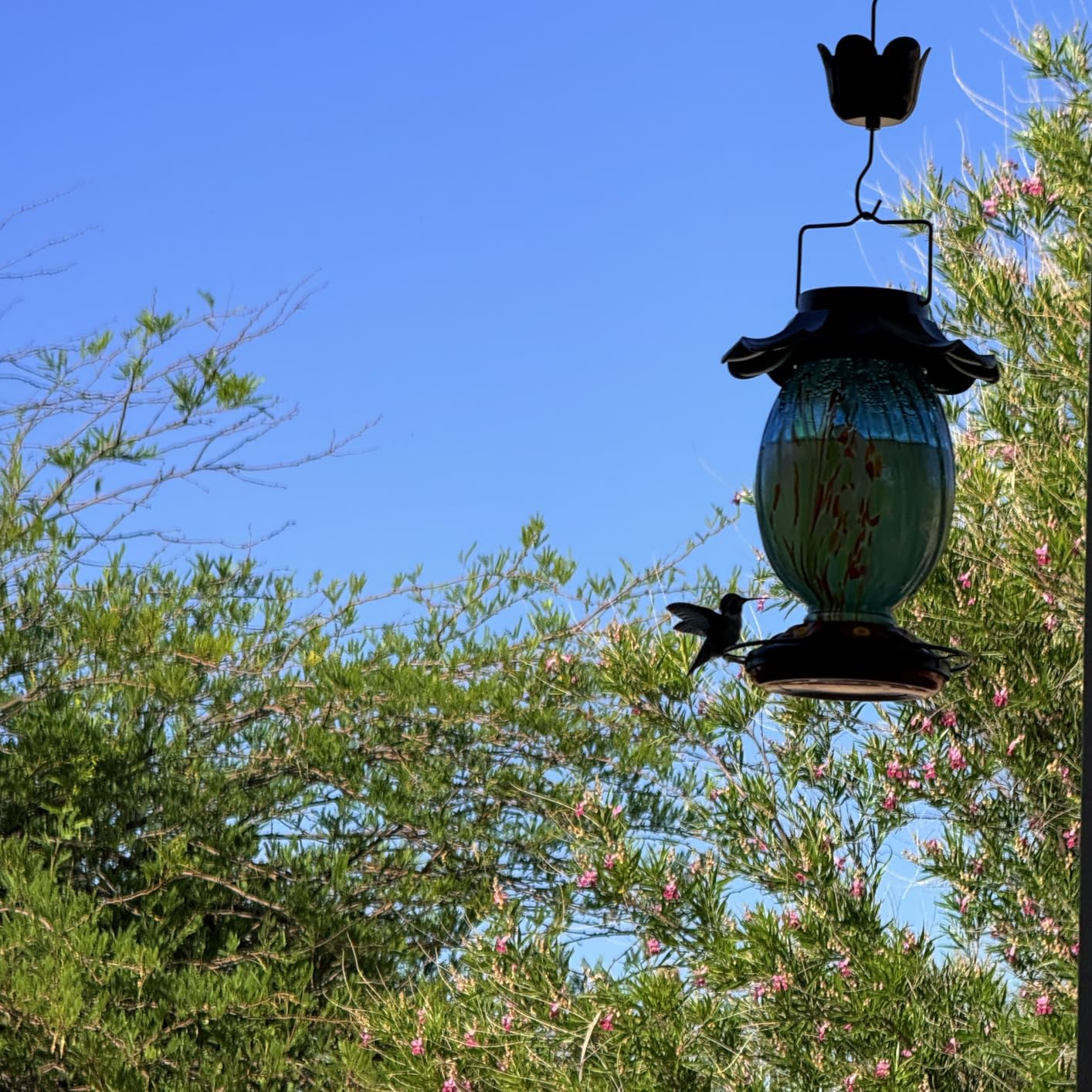 HouseSapp Solar Hummingbird Feeder - 49 fl.oz Hand Blown Glass Color Changing - 7 Feeding Ports with Perch - Never Leak - Perfect Hummingbird Feeder for Outdoors Hanging (Blue) customer photo 2