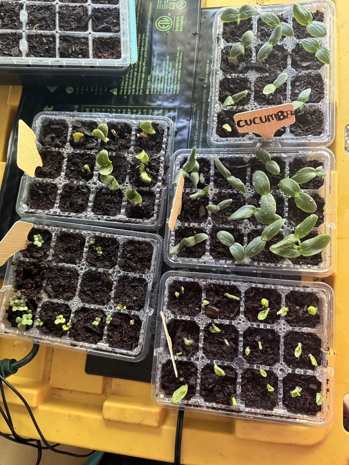 Bonviee Seed Starter Trays with 12-LED Grow Lights, Clear, 5 Pack (60 Cells) customer photo 2