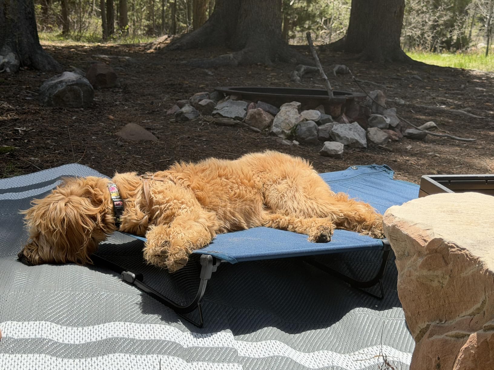 CANINE CANYON Folding Raised Dog Cot, Large Outdoor Elevated Dog Bed with Upgraded Non-Slip Feet, Cooling Chew Proof Portable Heavy Duty Pet Cot Up to 160 lbs for Camping/Home, Dark Blue, 43