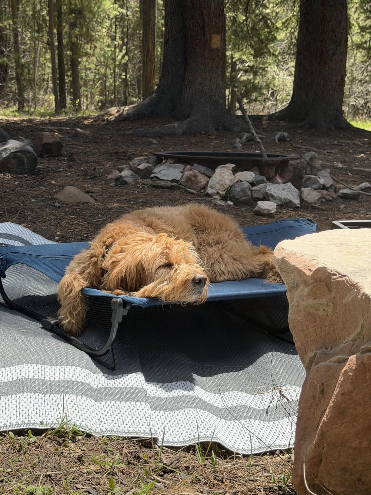 CANINE CANYON Folding Raised Dog Cot, Large Outdoor Elevated Dog Bed with Upgraded Non-Slip Feet, Cooling Chew Proof Portable Heavy Duty Pet Cot Up to 160 lbs for Camping/Home, Dark Blue, 43