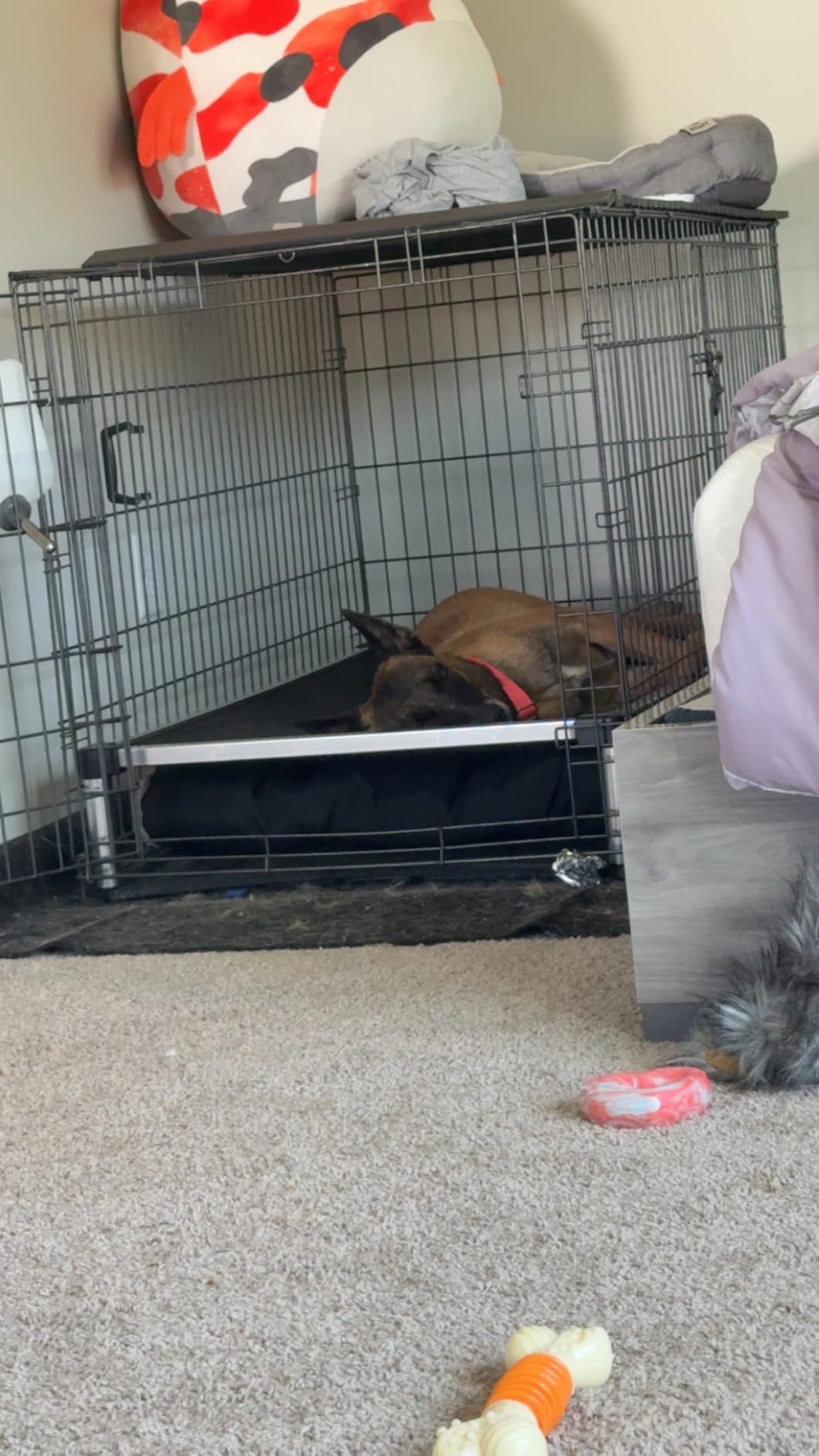 K9 Ballistics Chew Proof Elevated Outdoor Cooling Cot Bed for Large Dogs - Virtually Indestructible, Preassembled, Withstands Aggressive Chewers - L, Black Mesh customer photo 1