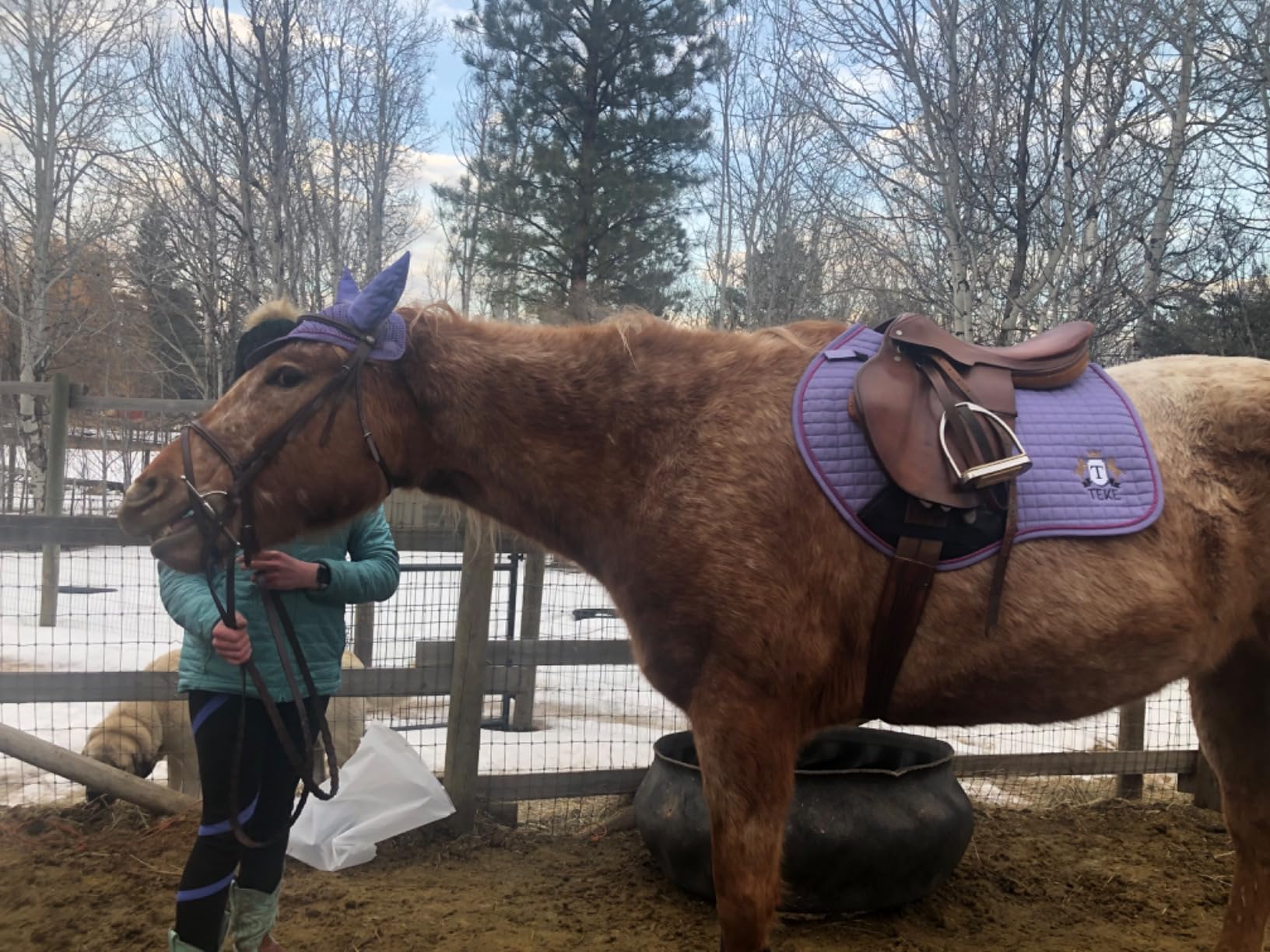 T TEKE Close Contact Saddle Pads,100% Cotton English Saddle Pads for Horses with Moisture-Wicking and Breathable Lining customer photo 2