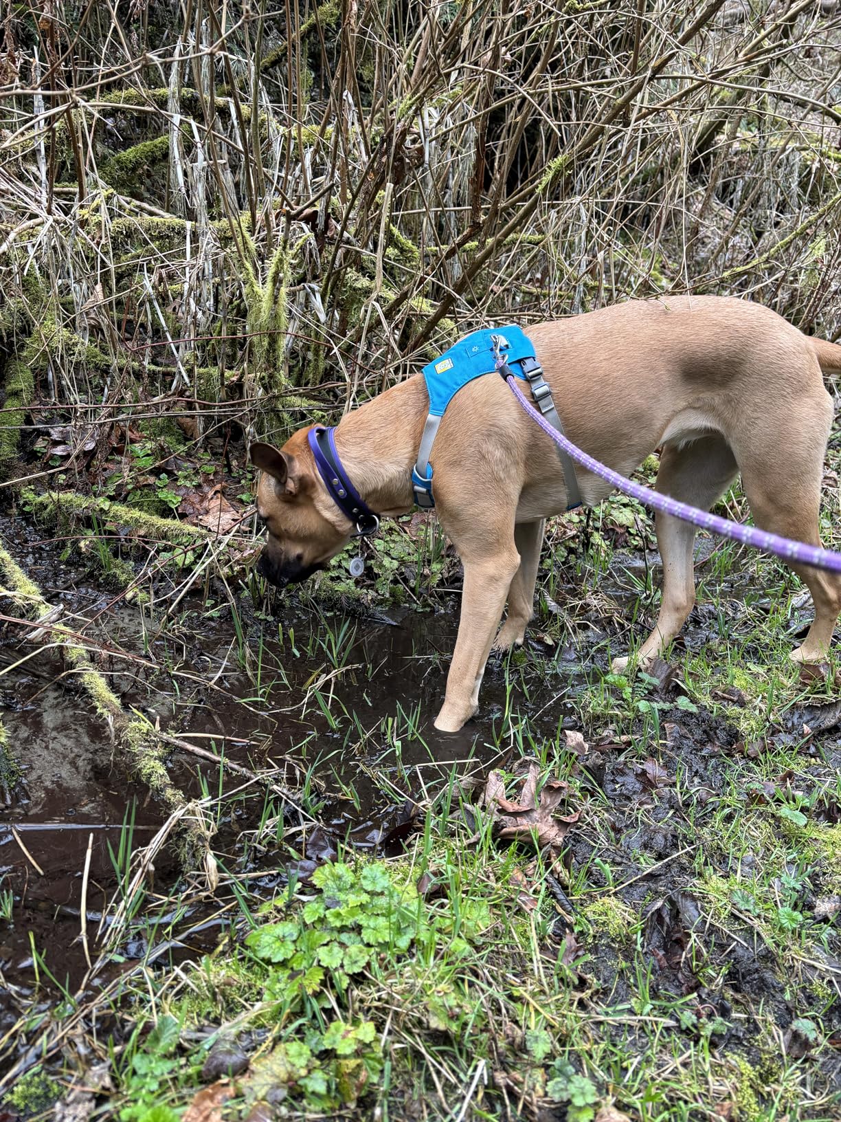Ruffwear Hi & Light Everyday Lightweight Dog Harness for Trail Running, Walking, Hiking, All-Day Wear customer photo 2