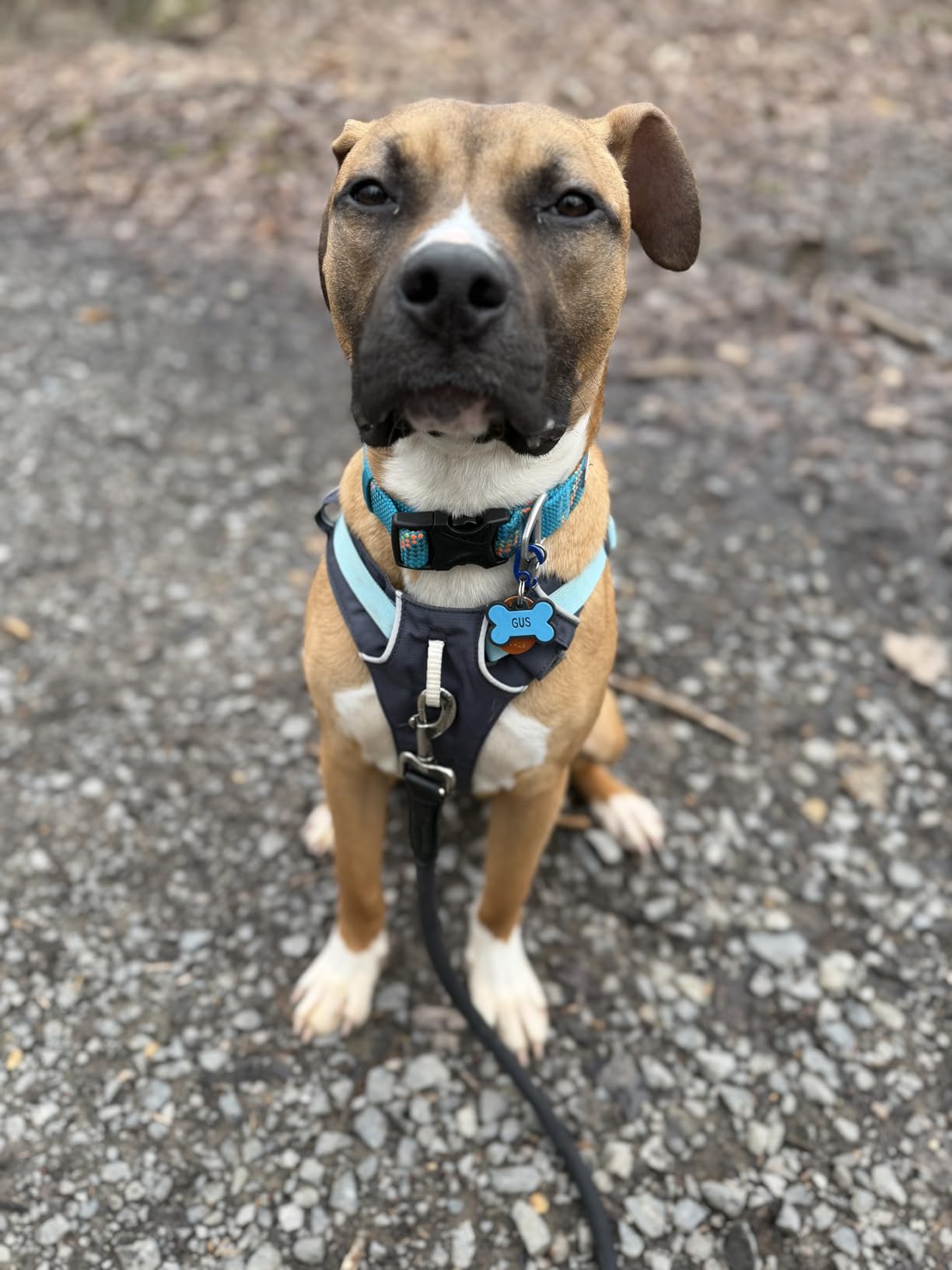 Ruffwear Flagline Dog Harness - Lightweight, Reflective, No Pull Lift Harness for Hiking, Running and Everyday Use customer photo 1