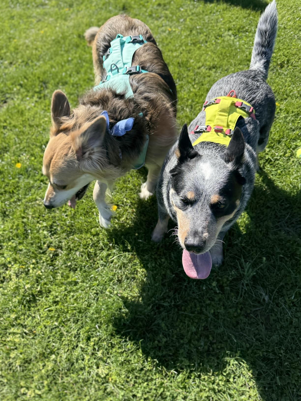 Ruffwear Flagline Dog Harness - Lightweight, Reflective, No Pull Lift Harness for Hiking, Running and Everyday Use customer photo 2