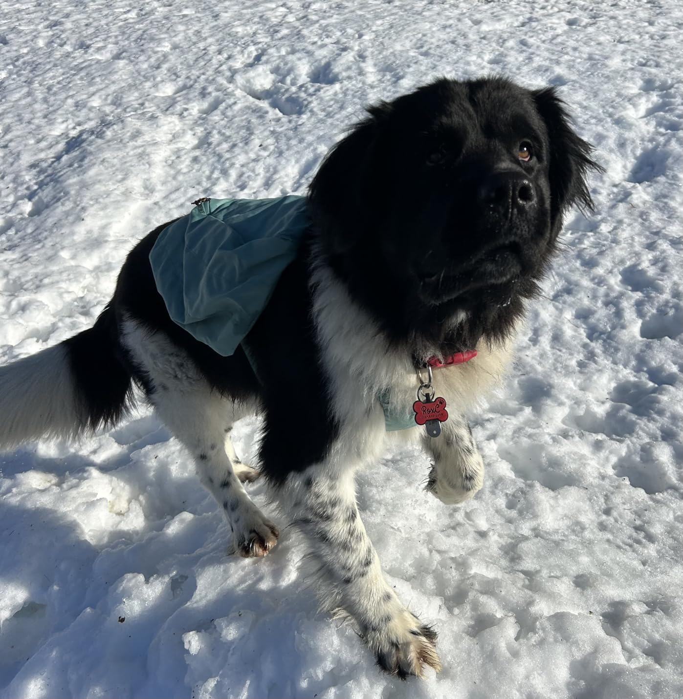 Ruffwear Front Range Day Pack, Dog Backpack with Saddlebags, 5-Point Adjustment, 3 Leash Points, Padded Handle, Internal Mesh Pockets, Reflective Trim, Light Loop, Basalt Gray, Large/X-Large customer photo 2
