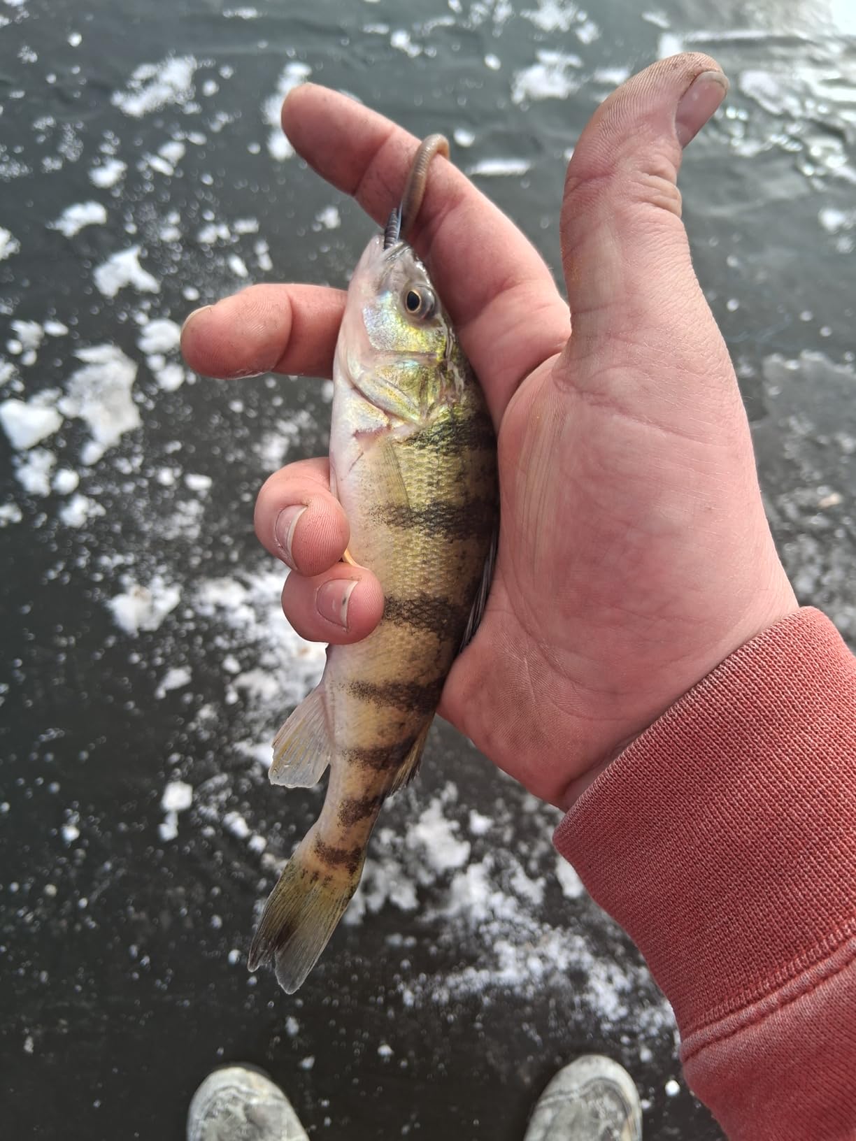 Adnee Ice Fishing Tip-Up - 10.5
