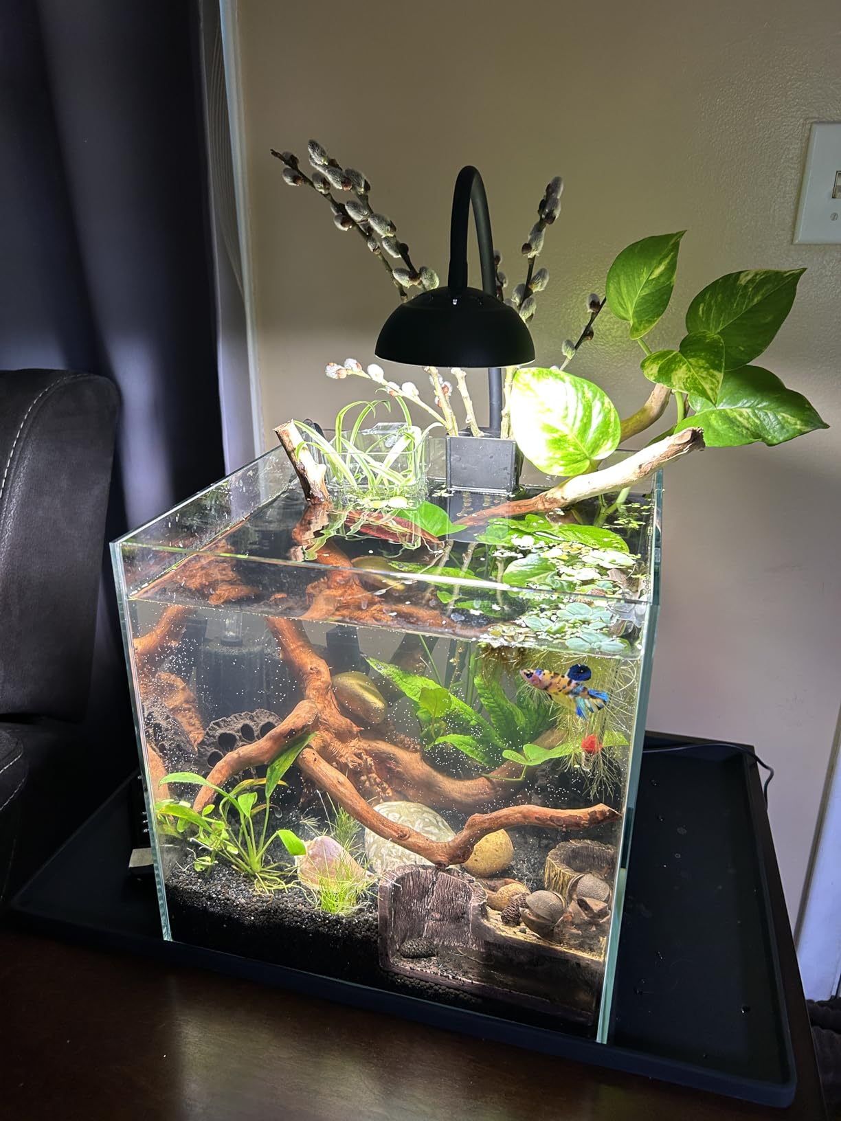 Ultra Clear Rimless Low Iron Glass Aquarium Tank, W17.72 x D10.63 x H11.81 inch (45x27x30cm) 6mm Thickness Include Black Leveling Mat customer photo 1