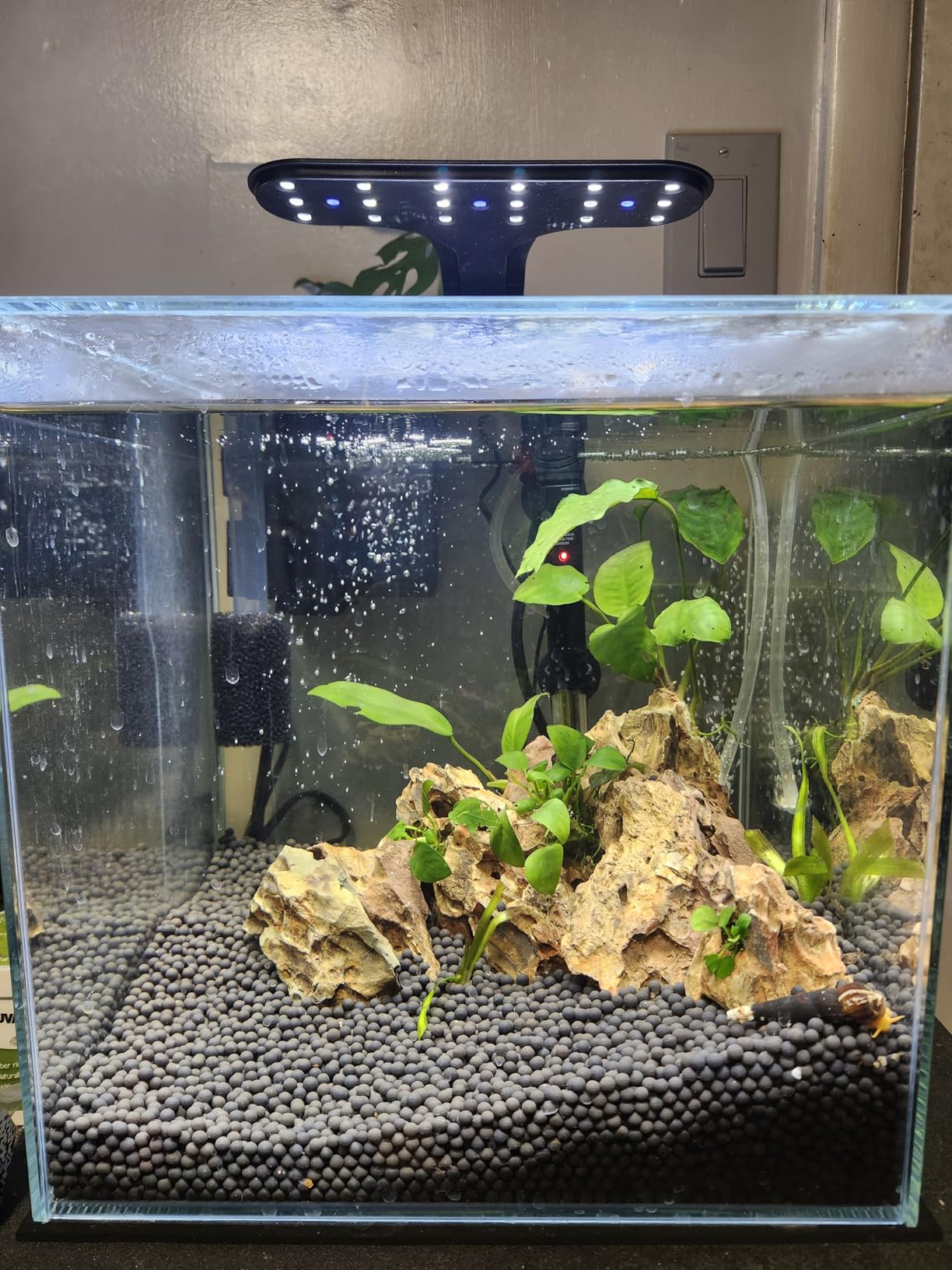 Ultra Clear Rimless Low Iron Glass Aquarium Tank, W17.72 x D10.63 x H11.81 inch (45x27x30cm) 6mm Thickness Include Black Leveling Mat customer photo 2