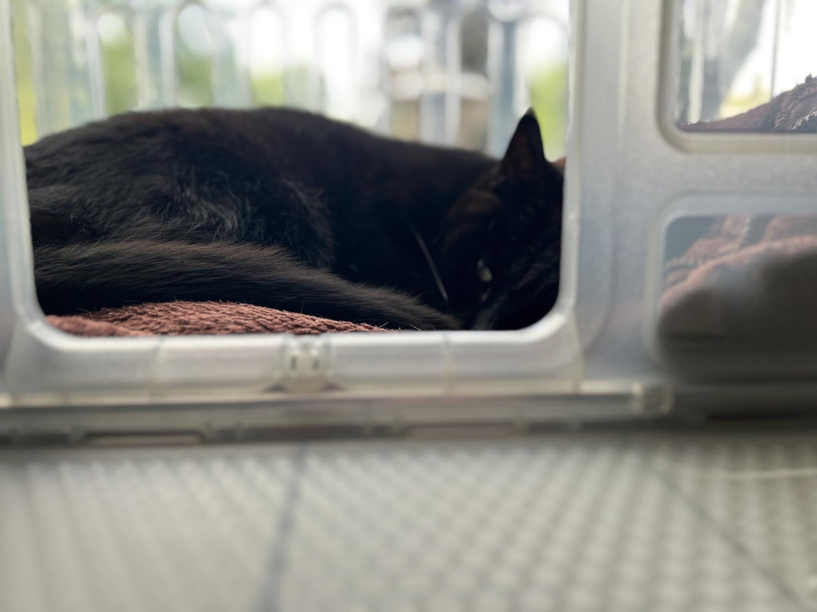 VistaGato Window Catio & Perch - Fits 26-32
