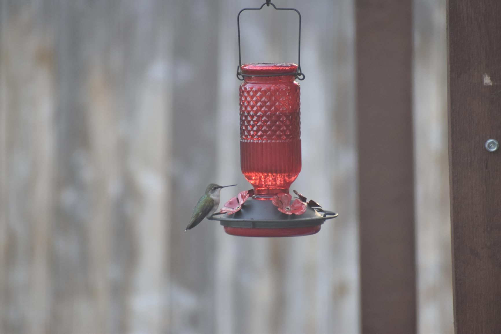 FEED GARDEN Glass Hummingbird Feeder, 16oz Outdoor Hanging Bird Feeder with Ant Moat, 4 Bee-Proof Feeding Ports, 360° Perch, Leak-Proof, Red customer photo 1
