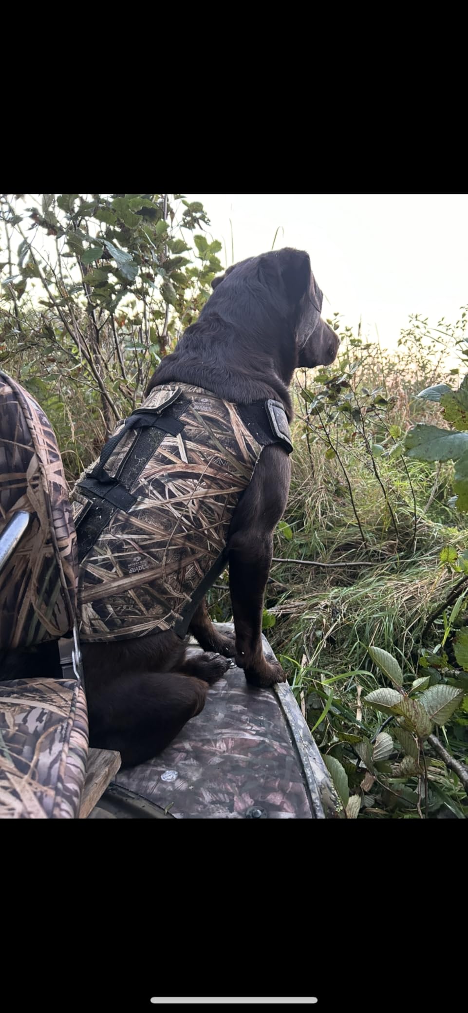 Browning Camo Neoprene Dog Vests, Full Coverage Hunting Dog Vest with Flexible Chest Plate, Realtree MAX-5 (5mm), Medium customer photo 2