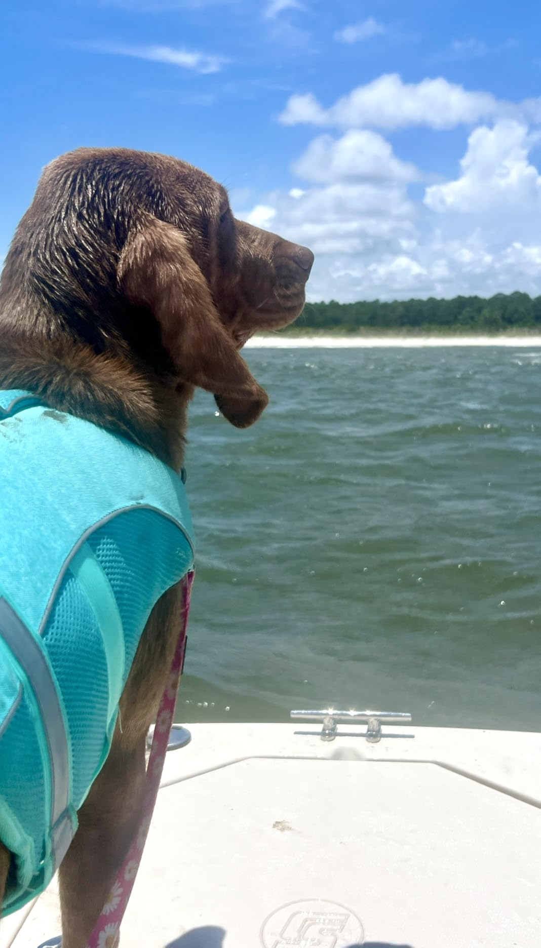 Queenmore Dog Life Jacket, Adjustable Ripstop Dog Life Vest for Swimming Boating, Doggy Lifesaver with Superior Buoyancy and Rescue Handle, Pet Swimming Vest for Large Dogs (Green, L) customer photo 2