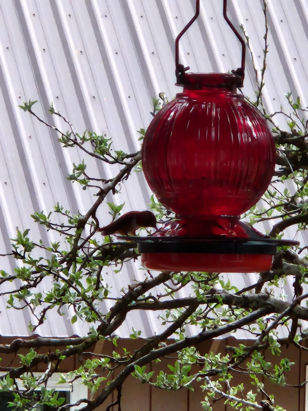 Glass Hummingbird Feeder for Outdoors Hanging, 26Oz Bird Nectar Feeder with Perch & 5 Flower Feeding Ports, Leak Proof for Outside Garden Decor Backyard, Gifts for Women Mom, Red customer photo 2
