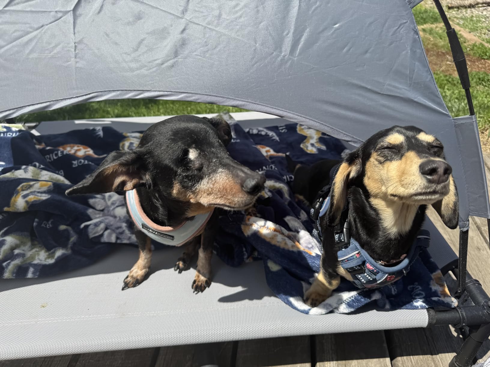 Heeyoo Elevated Dog Bed with Canopy, Outdoor Dog Bed Cot with Removable Shade Tent, Portable Raised Pet Cot Cooling Bed for Dogs and Cats, Grey, 51