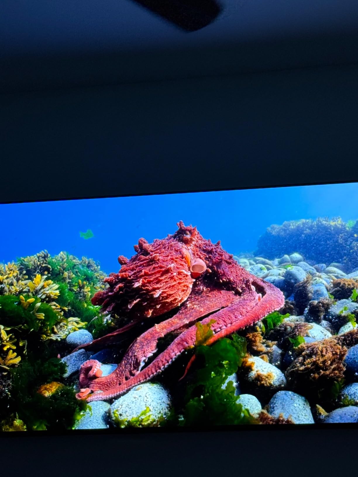 Samsung 65-Inch Class OLED 4K S85D Series HDR Smart TV w/Dolby Atmos, Object Tracking Sound Lite, Contour Design, Motion Xcelerator, Real Depth Enhancer, Alexa Built-in (QN65S85D, 2024 Model) customer photo 1