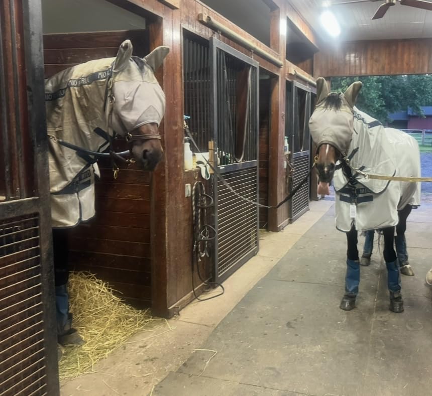Horseware Mio Fly Sheet customer photo 1