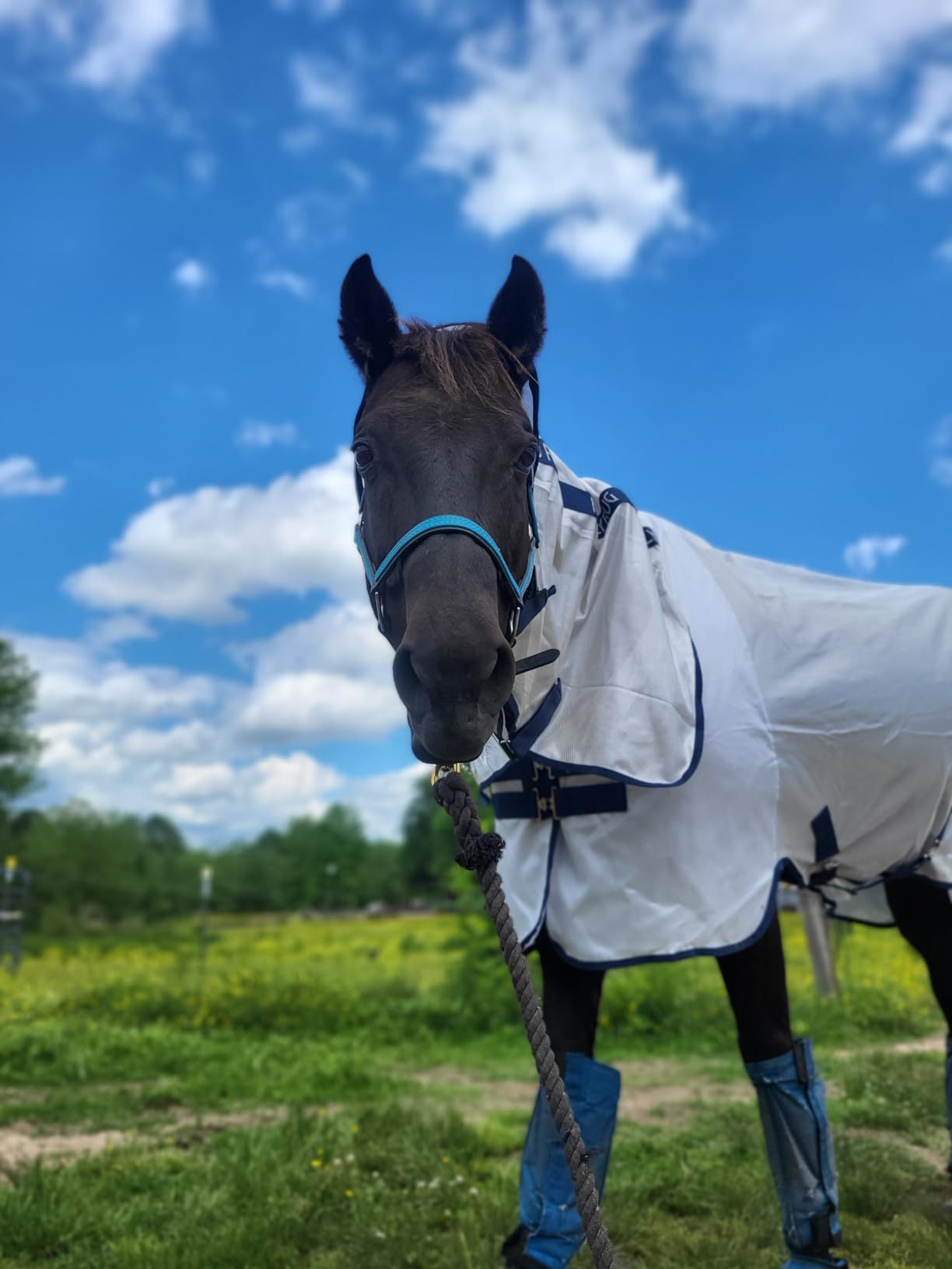 Horseware Mio Fly Sheet customer photo 2