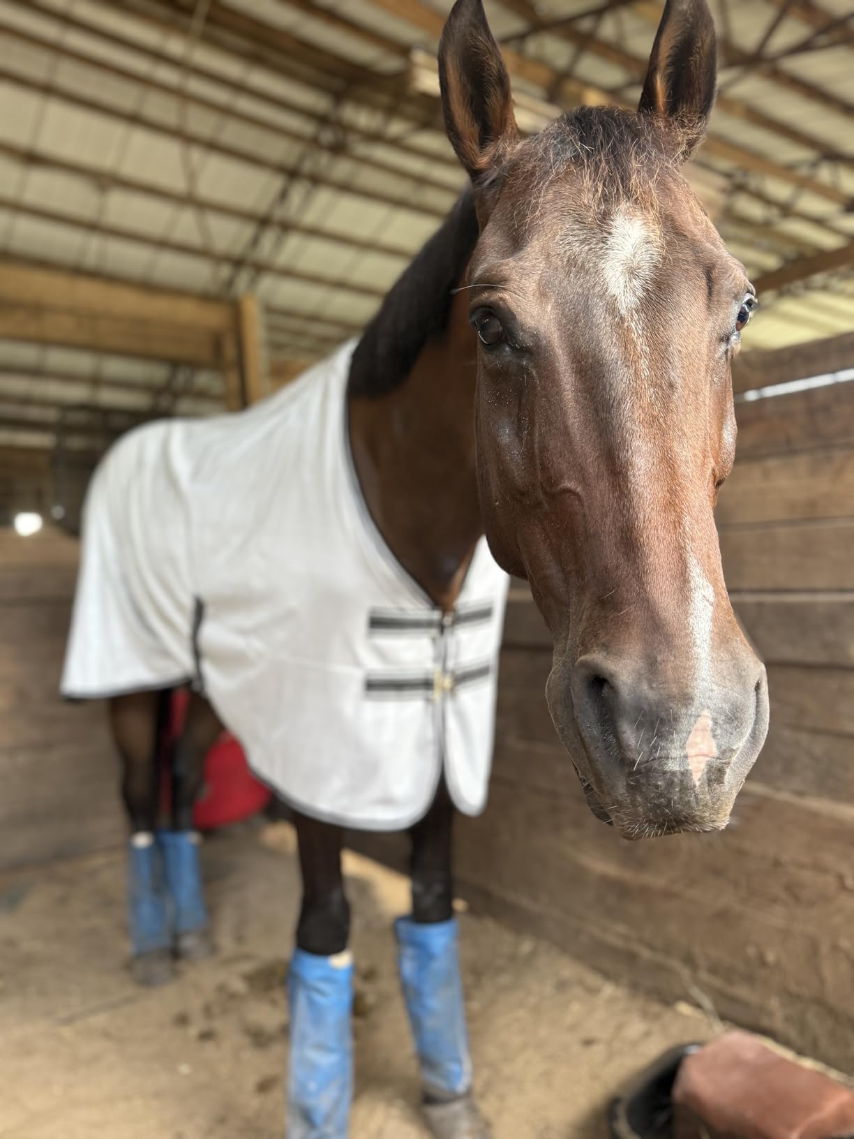 Equinavia Gard Horse Fly Sheet | UV Protection Mesh Fly Sheet for Horses | Lightweight Nylon Turnout Sheet customer photo 1