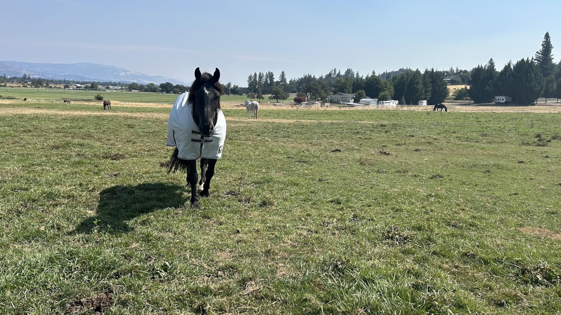 Equinavia Gard Horse Fly Sheet | UV Protection Mesh Fly Sheet for Horses | Lightweight Nylon Turnout Sheet customer photo 2