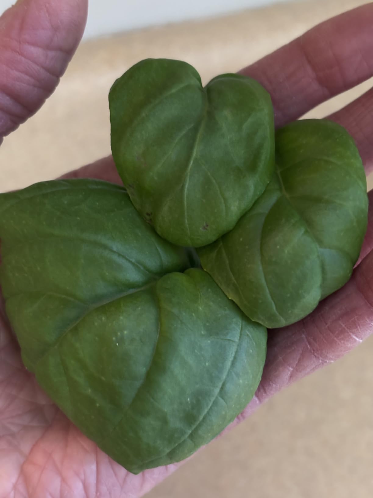Ahopegarden Hydroponics Growing System kit: 12 Pods Indoor Herb Garden with Smart Environmental Detection customer photo 2
