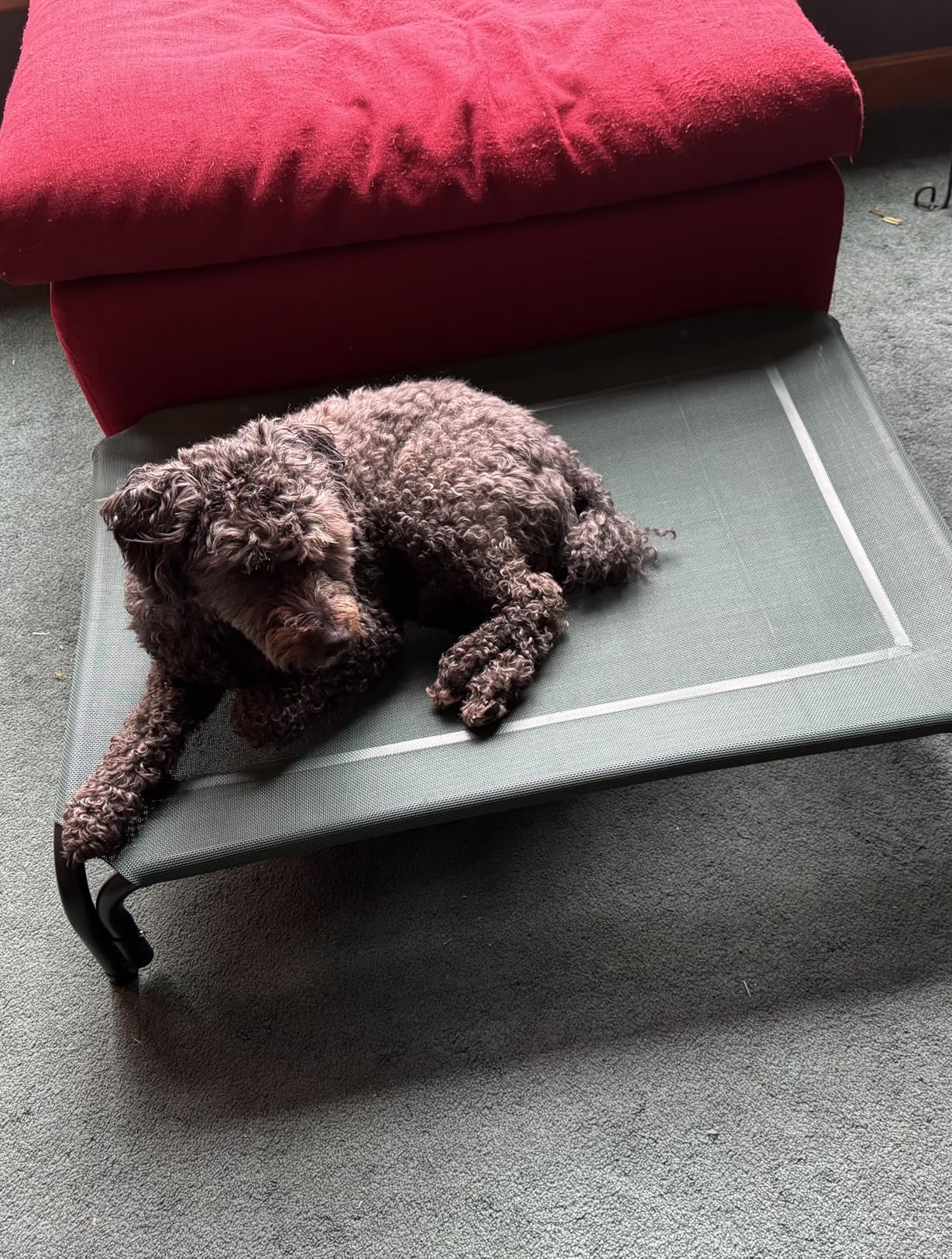 Czpalo Elevated Dog Bed, Raised Outdoor Dog Bed for Large Sized Dogs, Portable Cooling Pet Cot with Breathable & Washable Mesh, Indoor & Outdoor Pet Hammock with Skid-Resistant Feet customer photo 1