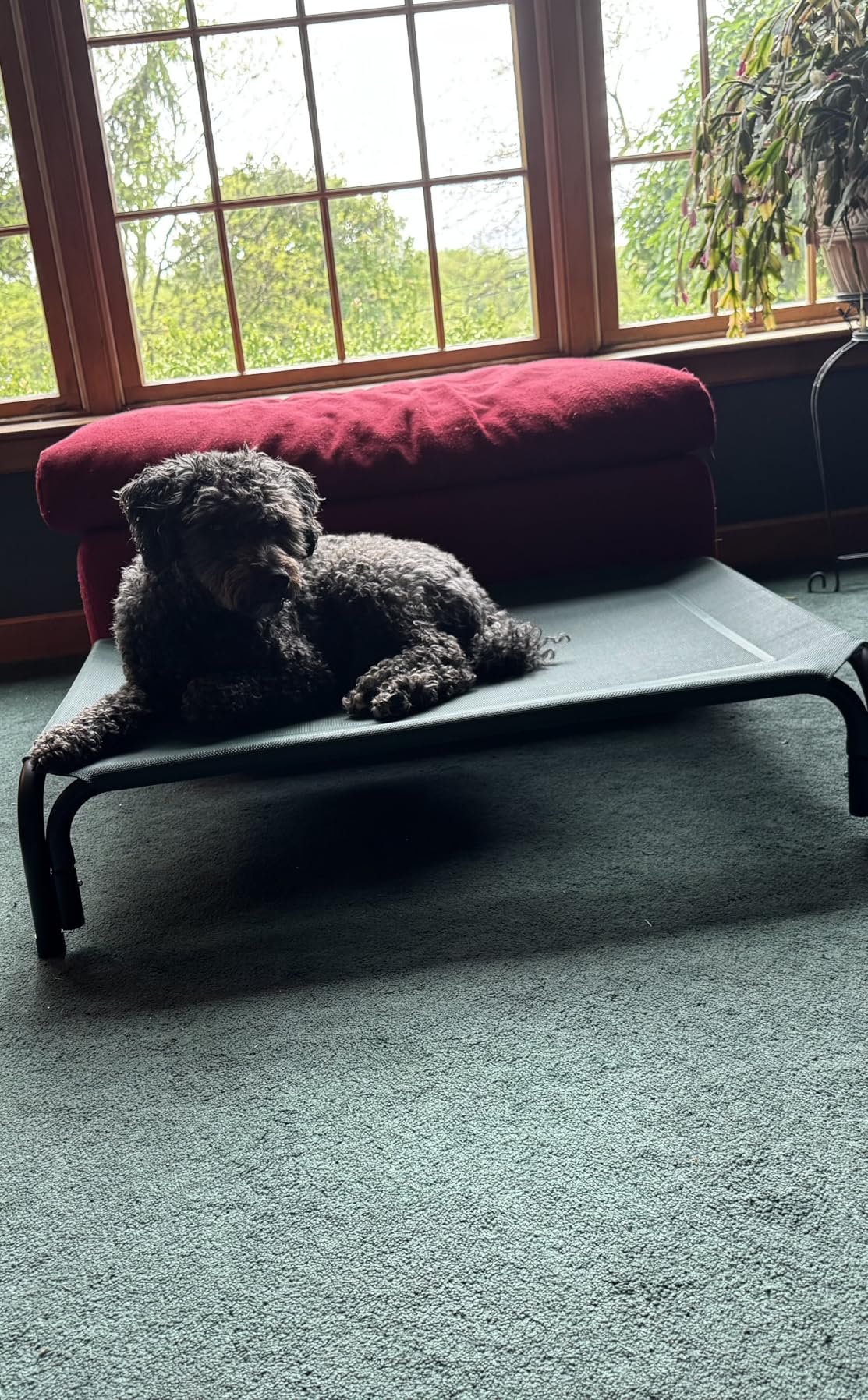 Czpalo Elevated Dog Bed, Raised Outdoor Dog Bed for Large Sized Dogs, Portable Cooling Pet Cot with Breathable & Washable Mesh, Indoor & Outdoor Pet Hammock with Skid-Resistant Feet customer photo 2