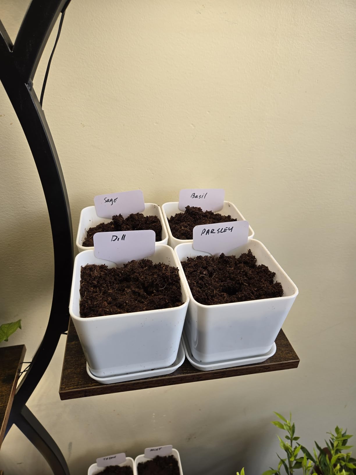 Indoor Herb Garden Kit - 10 Non-GMO Herb Seeds with Soil, Pots & Moisture Meter customer photo 1